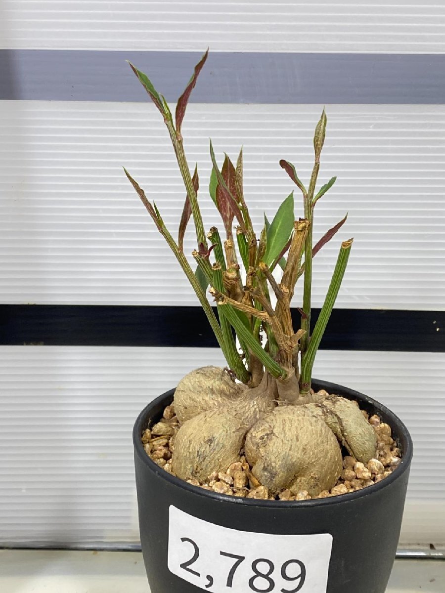 2789 「多肉植物I】モナデニウム モンタナム 植え【・発根・Monadenium montanum・購入でパキプス種子プレゼント】_画像1