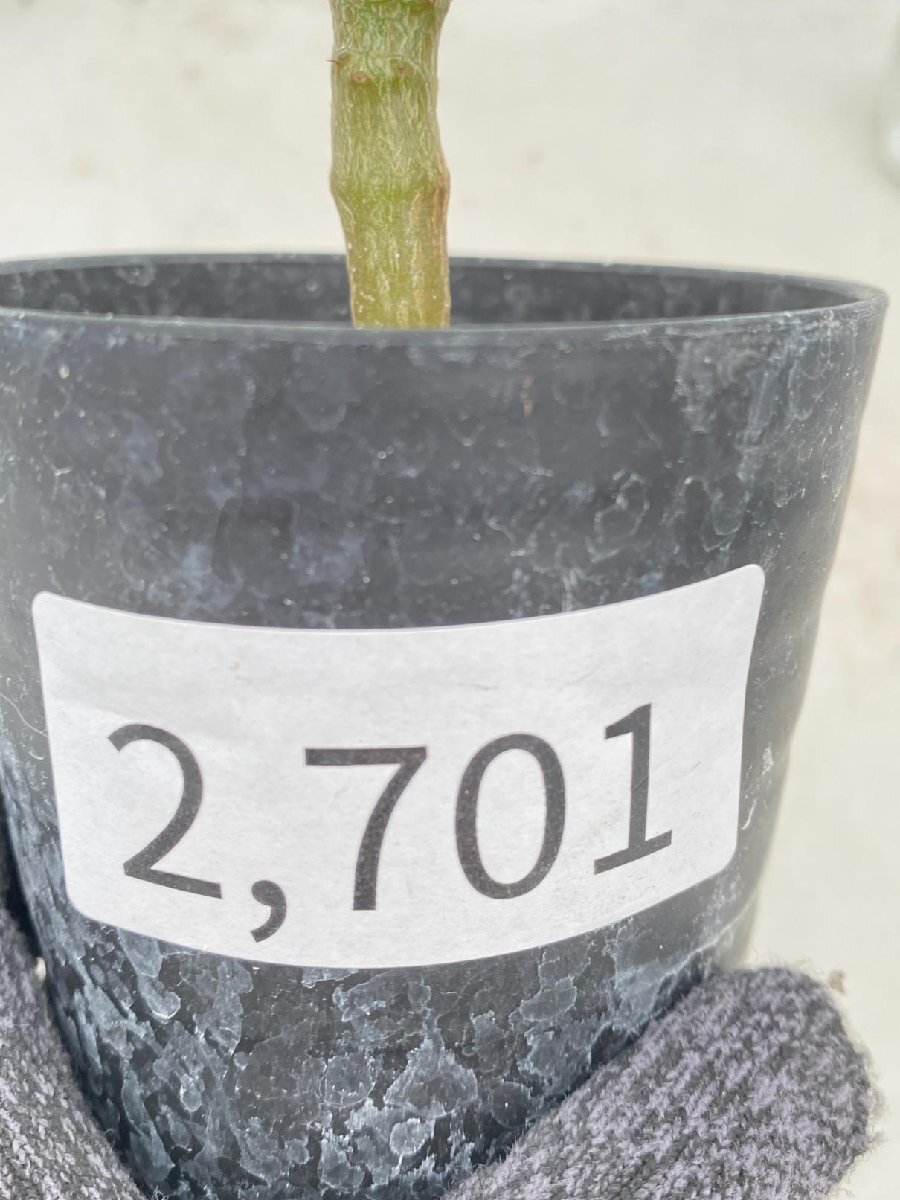 2701 「実生」パキポディウム ウィンゾリ 【種から発芽・発根・Pachypodium windsorii・塊根植物・購入でパキプス種子プレゼント】の画像3