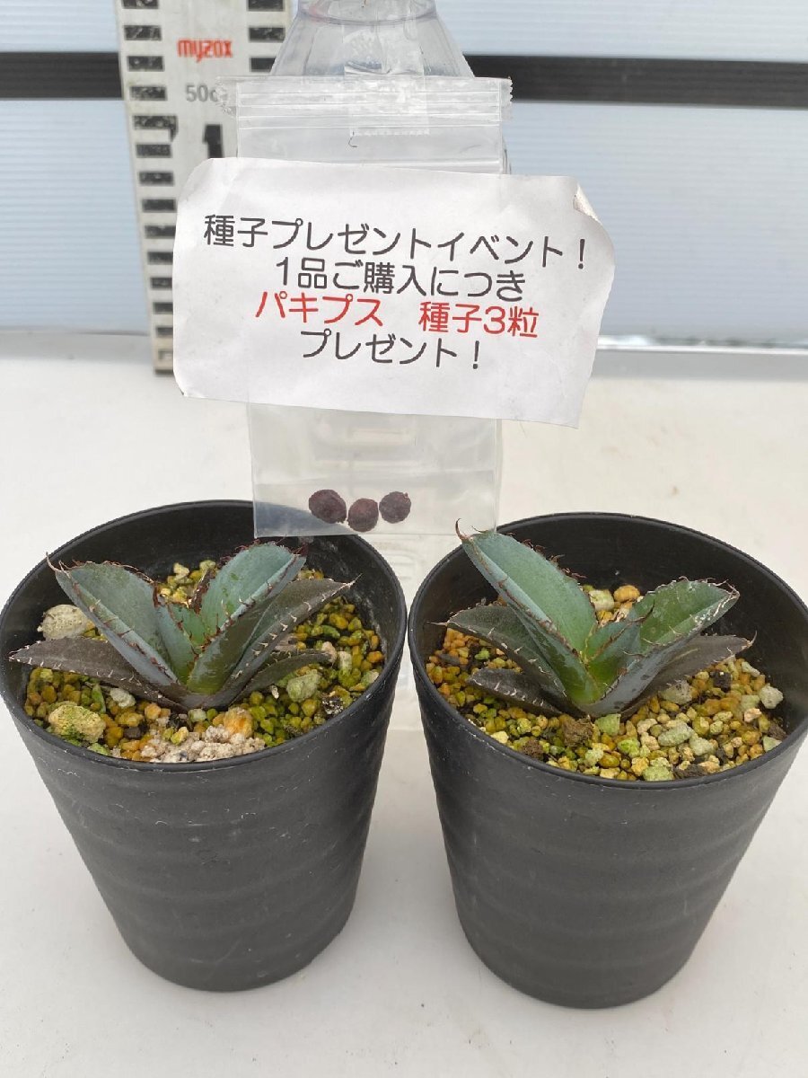 2478 「高級】アガベ チタノタ 藍鯨 2株セット【発根・超厳選極上子株・Agave titanota・購入でパキプス種子プレゼント】の画像2