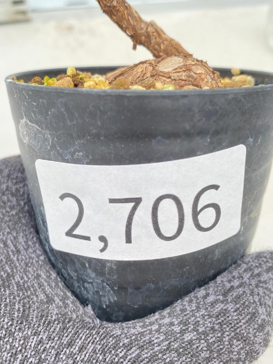 2706 「塊根植物」ペラルゴニウム ロバツム 植え【発根未確認・多肉植物・Pelargonium lobatum・購入でパキプス種子プレゼント】の画像3