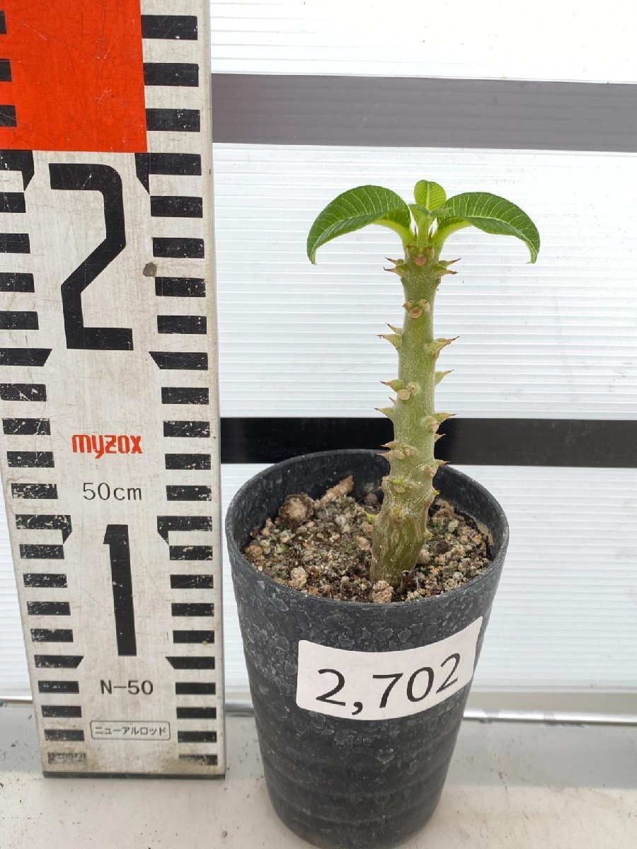 2702 「実生」パキポディウム ウィンゾリ 【種から発芽・発根・Pachypodium windsorii・塊根植物・購入でパキプス種子プレゼント】の画像3