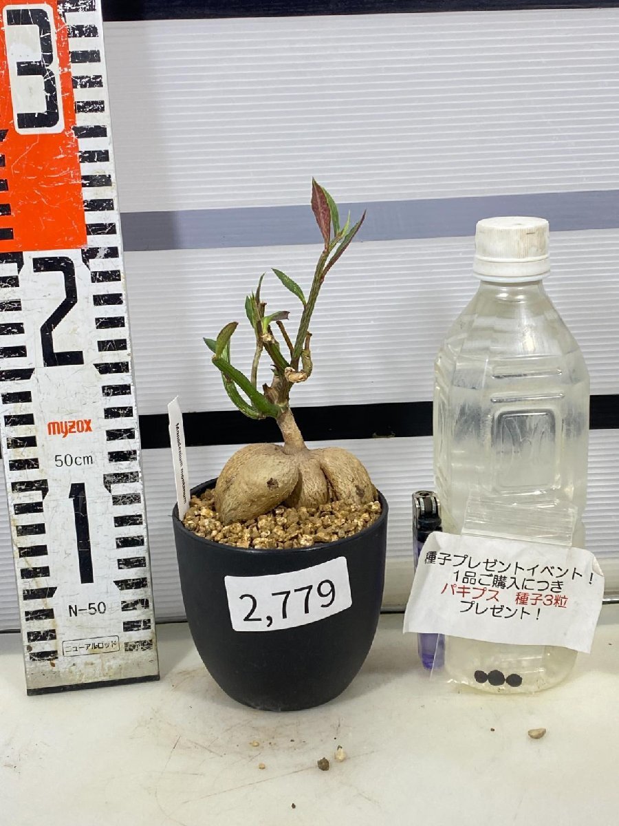 2779 「多肉植物I】モナデニウム モンタナム 植え【・発根・Monadenium montanum・購入でパキプス種子プレゼント】の画像1