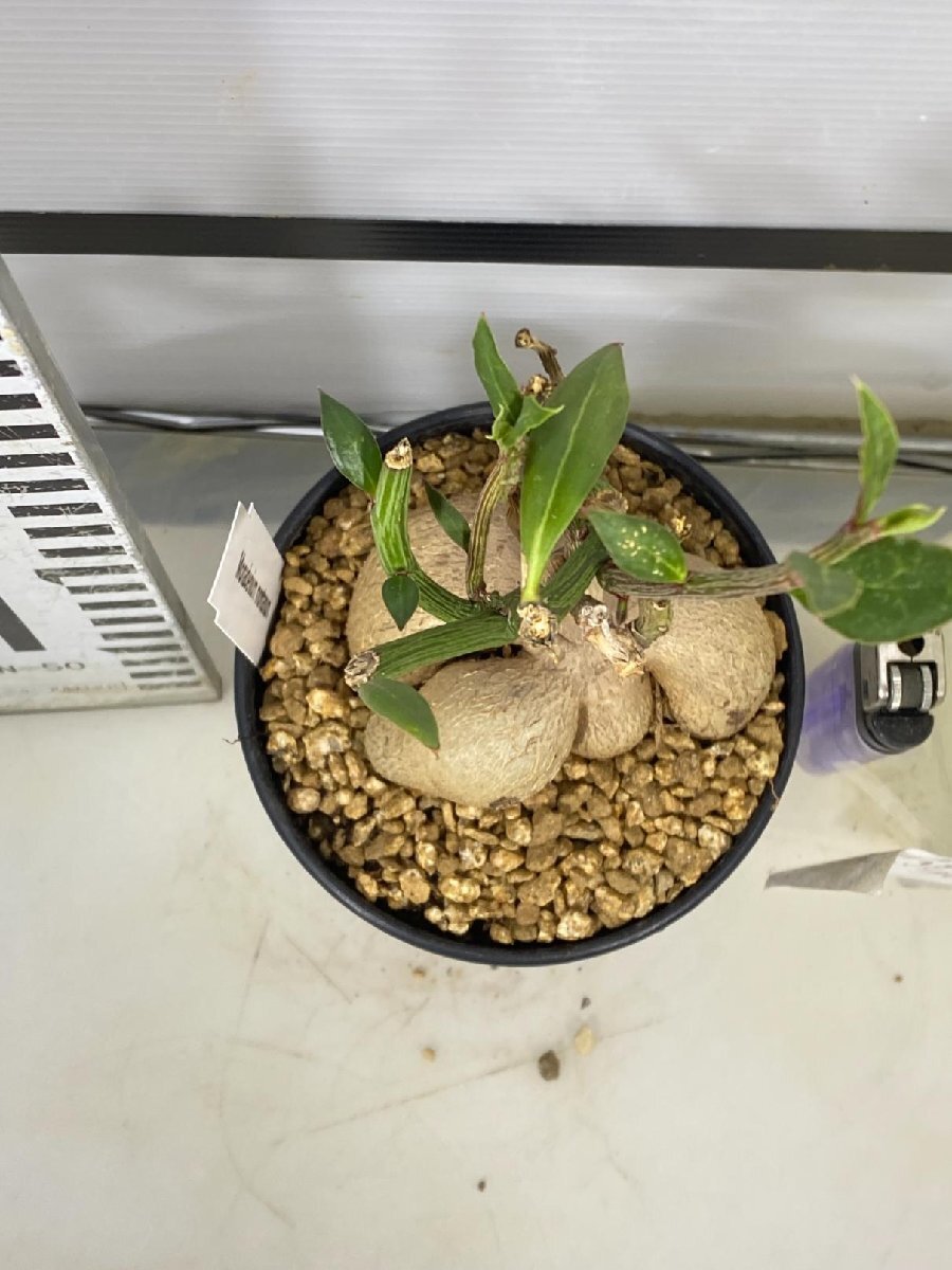 2779 「多肉植物I】モナデニウム モンタナム 植え【・発根・Monadenium montanum・購入でパキプス種子プレゼント】の画像3