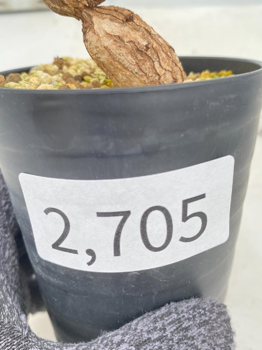 2705 「塊根植物」ペラルゴニウム ロバツム 植え【発根未確認・多肉植物・Pelargonium lobatum・購入でパキプス種子プレゼント】の画像4