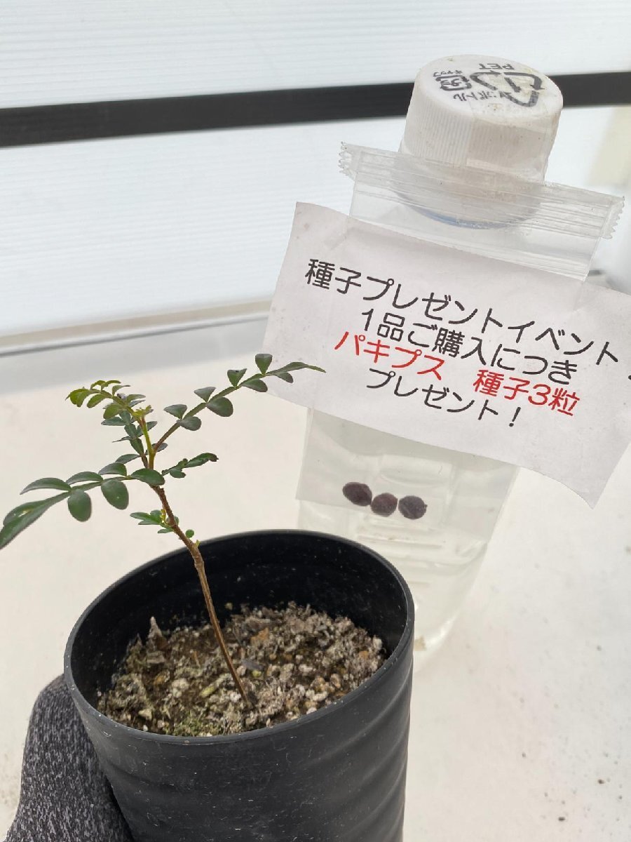 2614 「実生」オペルクリカリア パキプス ２年株【発根・Operculicarya pachypus・塊根植物・葉落する・購入でパキプス種子プレゼント】の画像5