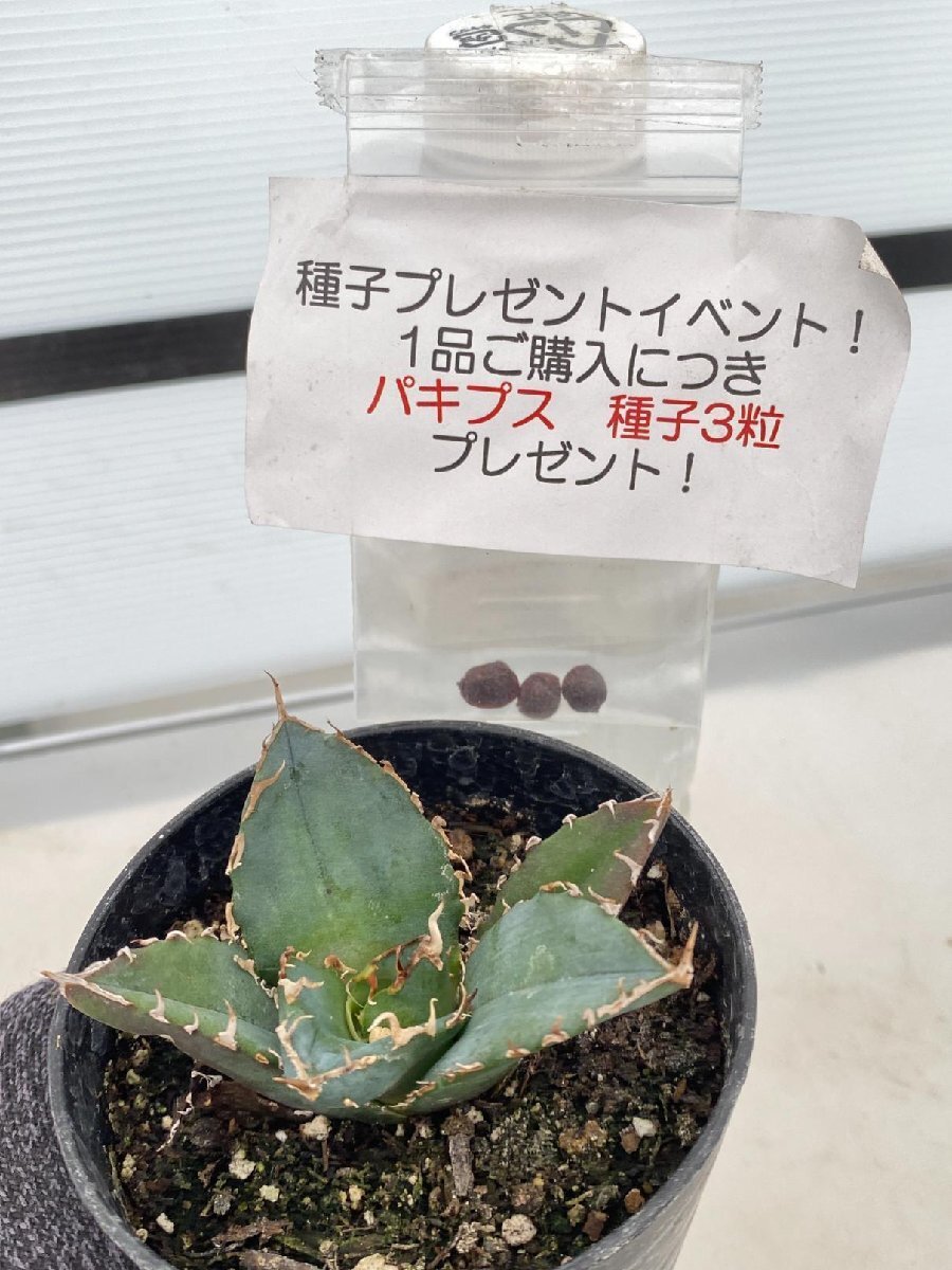 2679 「高級」アガベ チタノタ 白鯨 植え【発根・Agave Titanota White Whale・購入でパキプス種子プレゼント】の画像2