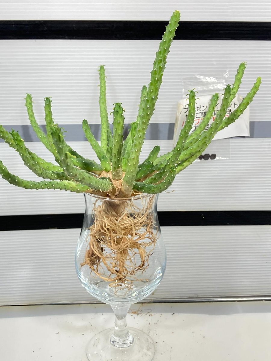 2297 「実生」ユーフォルビア イネルミス 抜き苗【塊根植物・Euphorbia inermis・地植え株・購入でパキプス種子プレゼント】_画像5