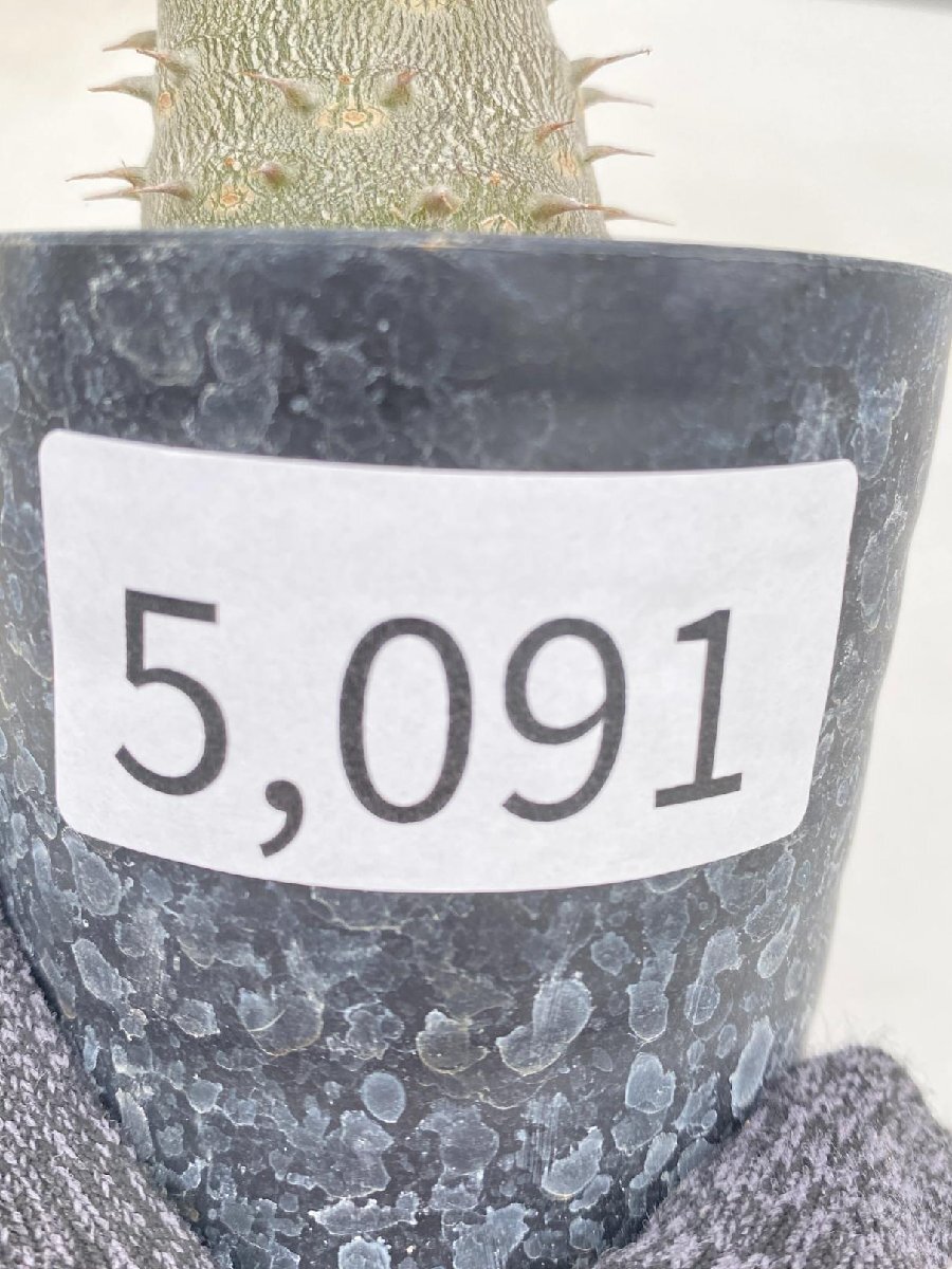 5091 「実生」パキポディウム マカイエンセ 植え【種から発芽！・発根・Pachypodium makayense・塊根植物】の画像4