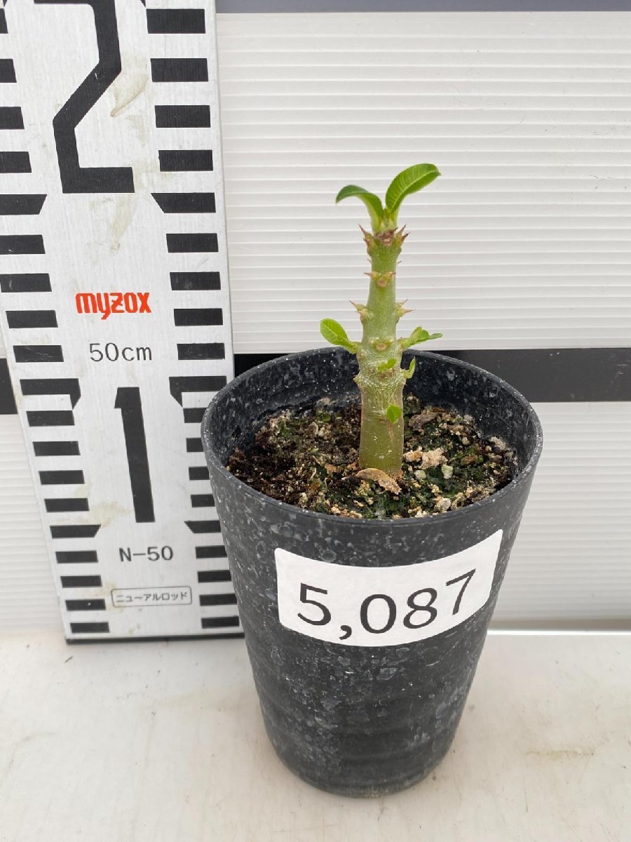 5087 「実生」パキポディウム ウィンゾリ 【種から発芽・発根・Pachypodium windsorii・塊根植物】の画像5