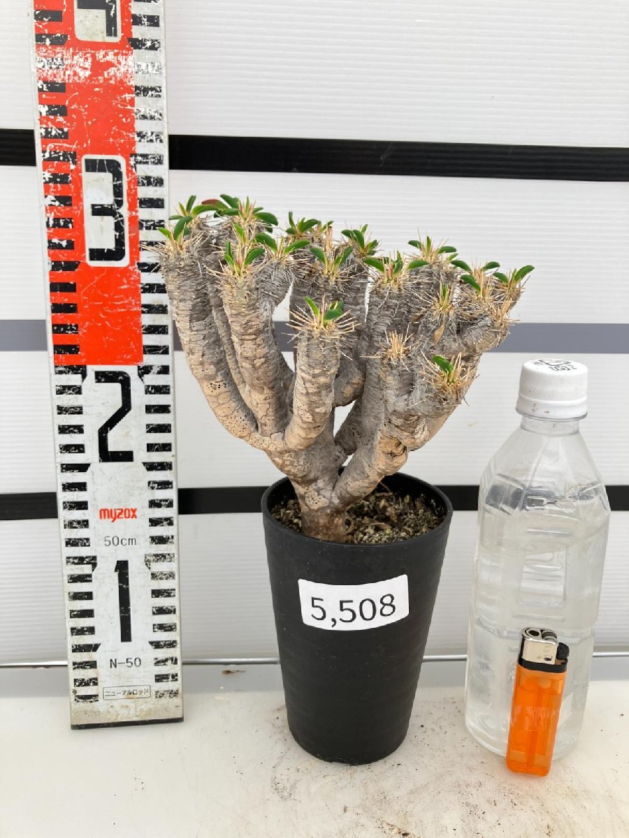 5508 「多肉植物」ユーフォルビア ギラウミニアナ 植え【Euphorbia guillauminiana・発根・発芽開始】の画像2