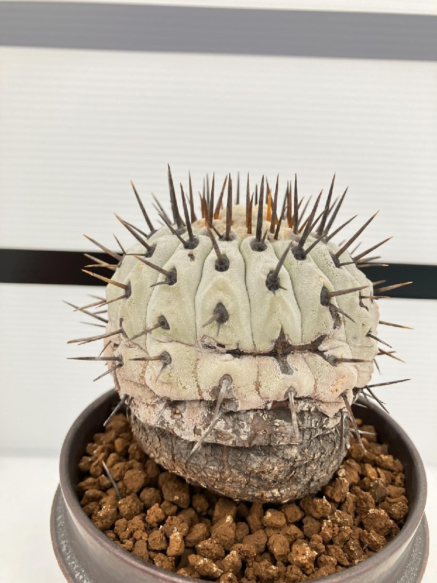 5352 「サボテン」コピアポア コルムナアルバ 植え【発根・多肉植物・Copiapoa columna-alba・希少株・美株】の画像4