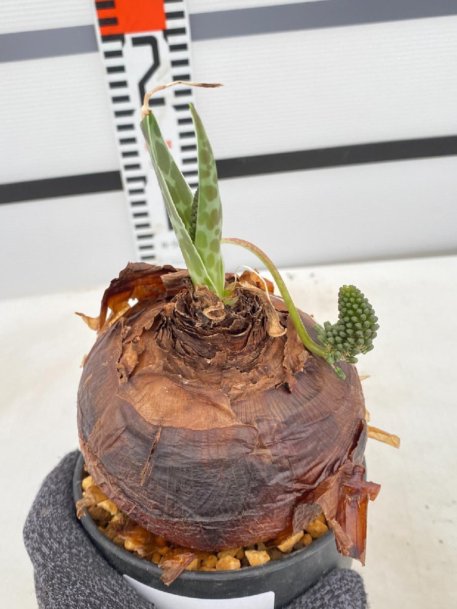 5193 「球根植物」 レデボウリア オヴァティフローラ 植え【発根未確認・Ledebouria ovatiflora】の画像1