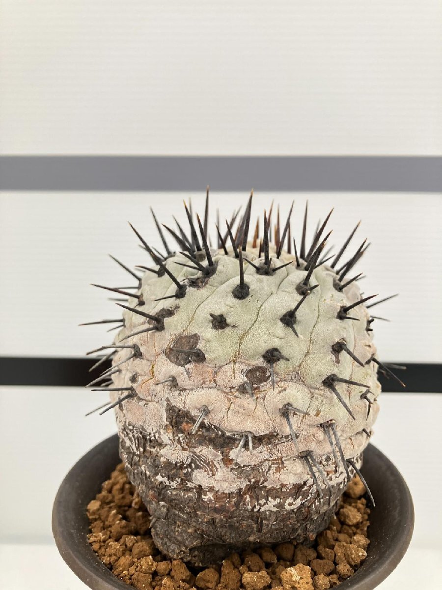 5353 「サボテン」コピアポア コルムナアルバ 植え【発根・多肉植物・Copiapoa columna-alba・希少株・美株】の画像1