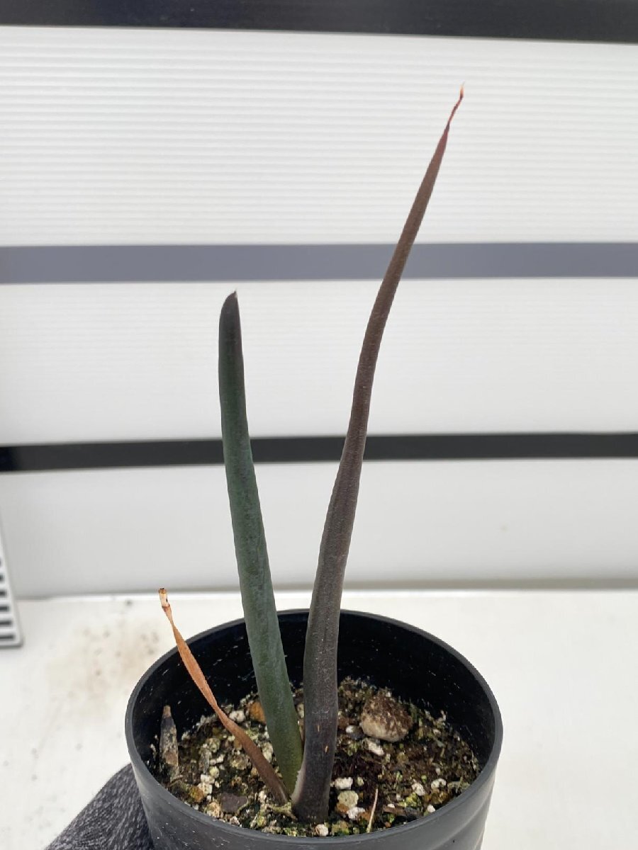 4978 「実生株】アロエ スザンナエ【種から発芽！・成長順調厳選株・Aloe・多肉植物】_画像1