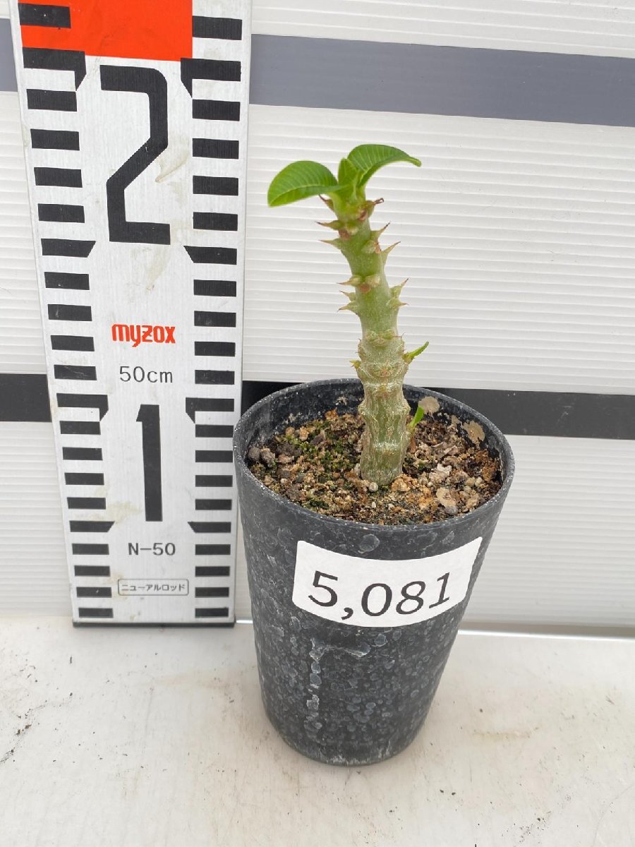 5081 「実生」パキポディウム ウィンゾリ 【種から発芽・発根・Pachypodium windsorii・塊根植物】の画像4