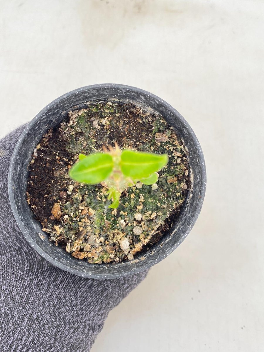 5087 「実生」パキポディウム ウィンゾリ 【種から発芽・発根・Pachypodium windsorii・塊根植物】の画像6