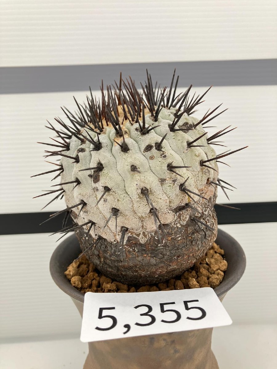 5355 「サボテン」コピアポア コルムナアルバ 植え【発根・多肉植物・Copiapoa columna-alba・希少株・美株】の画像1