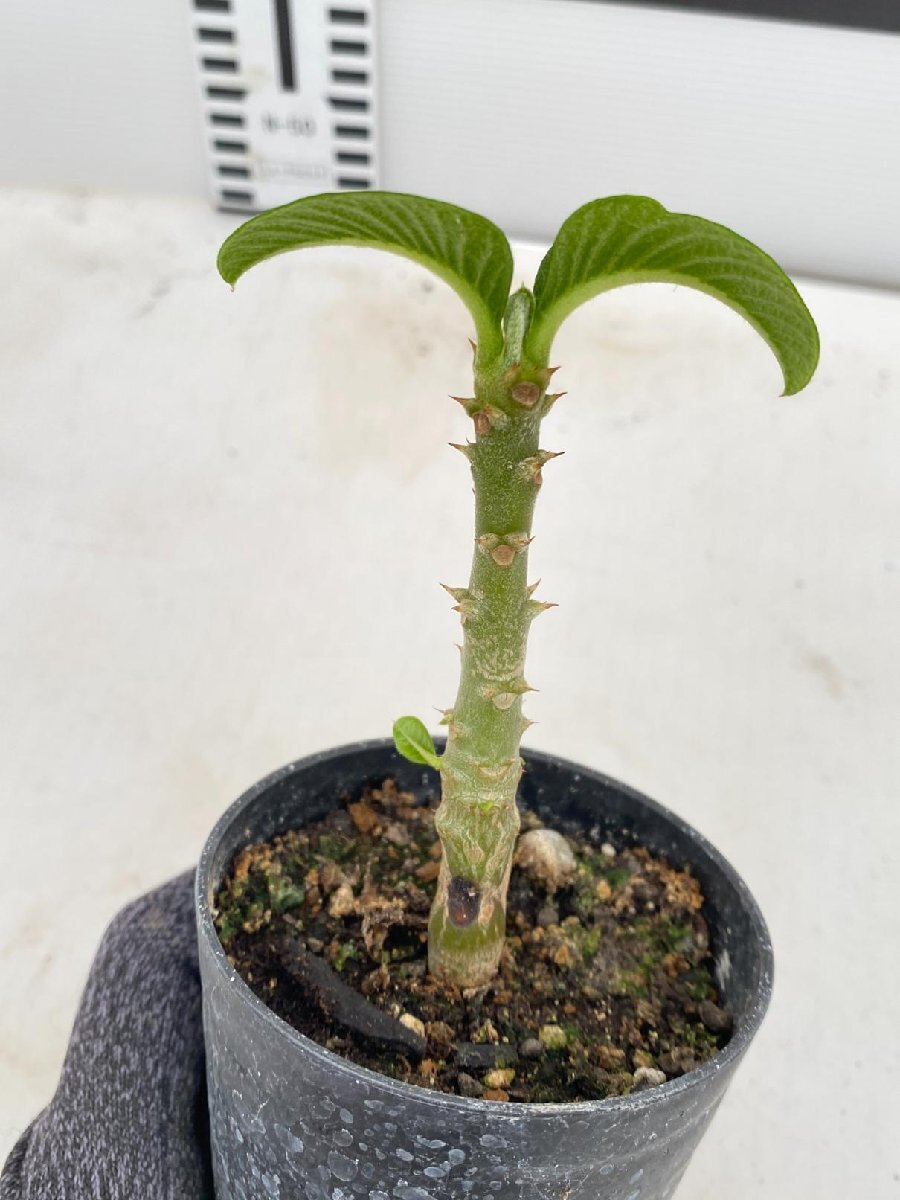 5084 「実生」パキポディウム ウィンゾリ 【種から発芽・発根・Pachypodium windsorii・塊根植物】の画像2