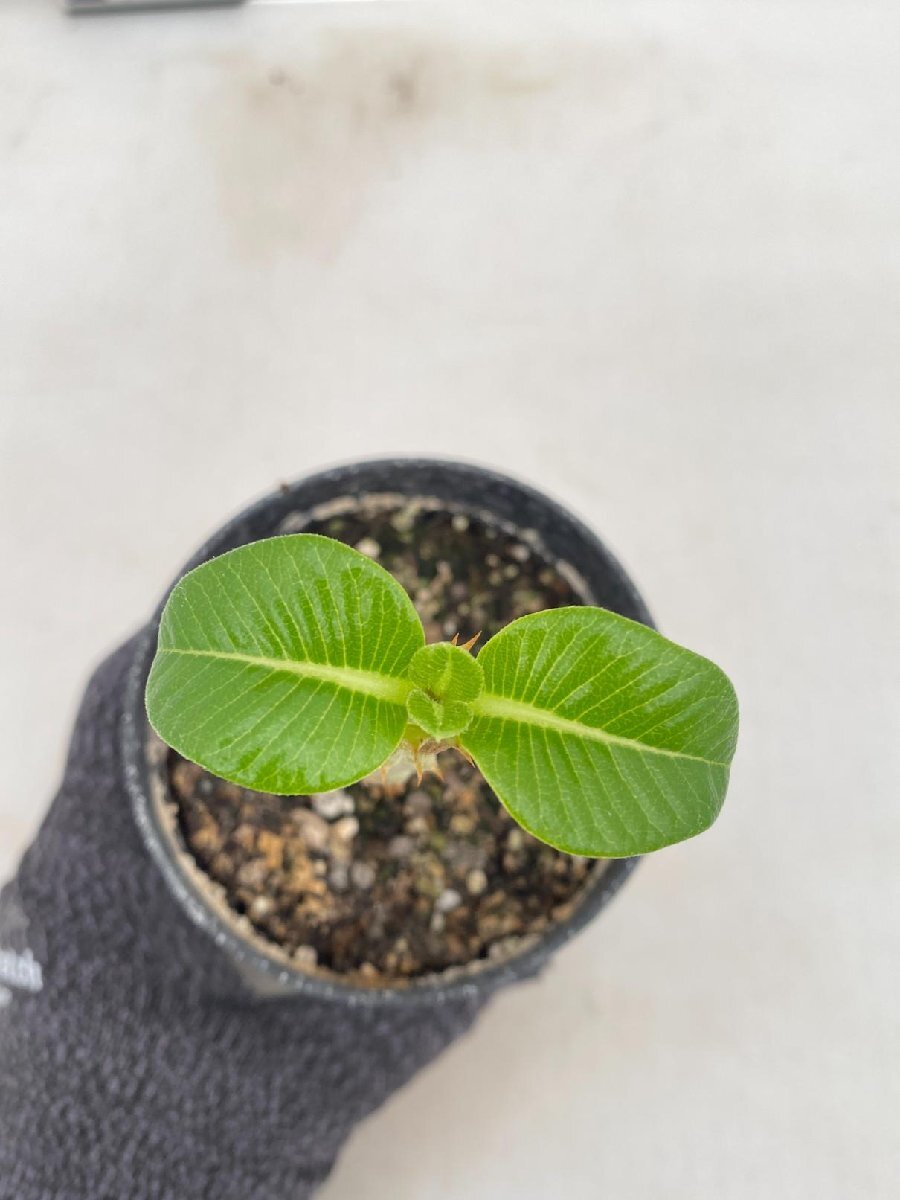 5086 「実生」パキポディウム ウィンゾリ 【種から発芽・発根・Pachypodium windsorii・塊根植物】_画像5