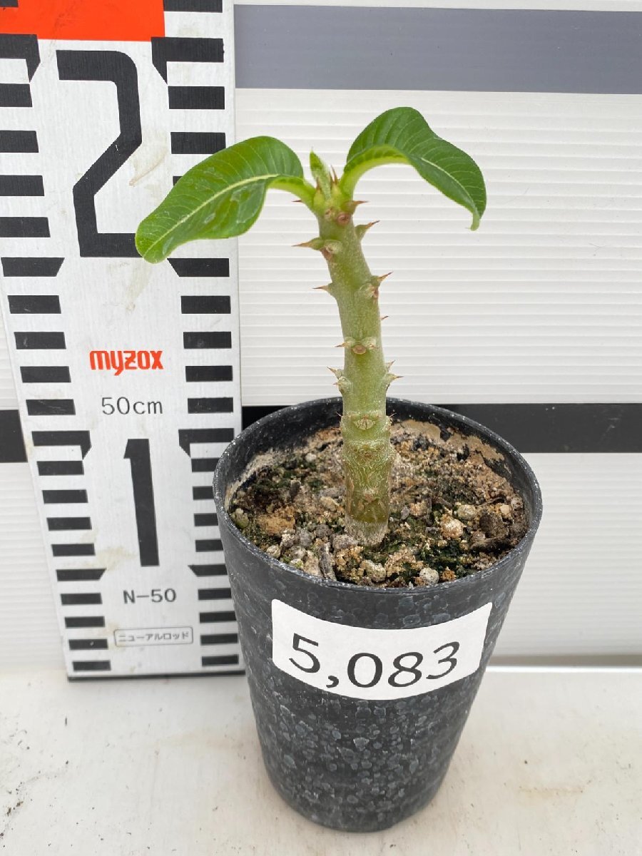 5083 「実生」パキポディウム ウィンゾリ 【種から発芽・発根・Pachypodium windsorii・塊根植物】の画像4