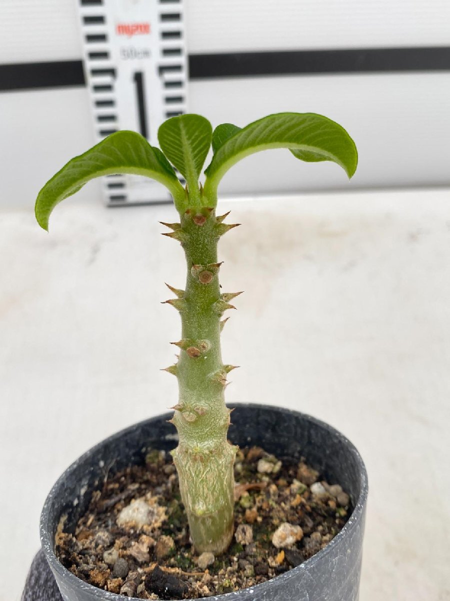 5080 「実生」パキポディウム ウィンゾリ 【種から発芽・発根・Pachypodium windsorii・塊根植物】の画像2