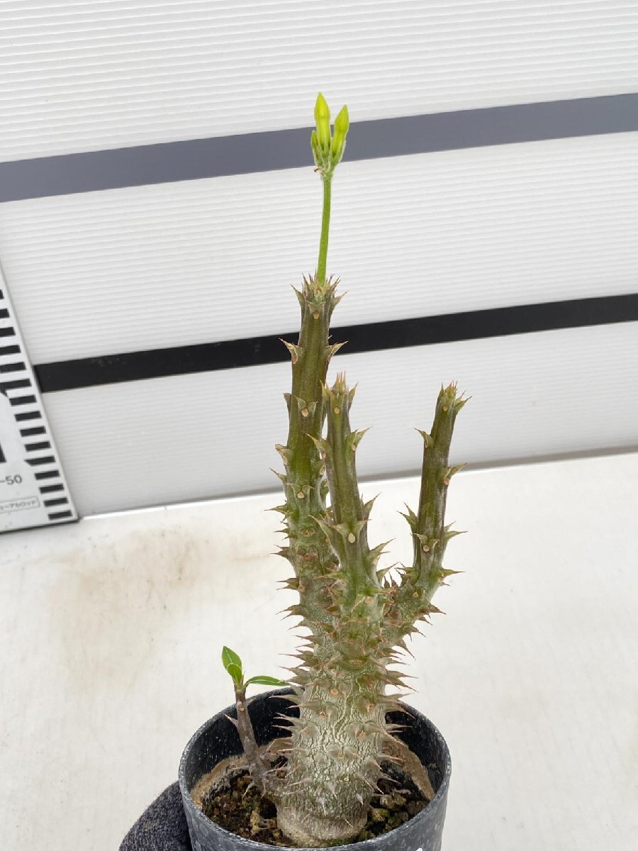 5089 「実生」パキポディウム マカイエンセ 植え【種から発芽！・発根・Pachypodium makayense・塊根植物】の画像1