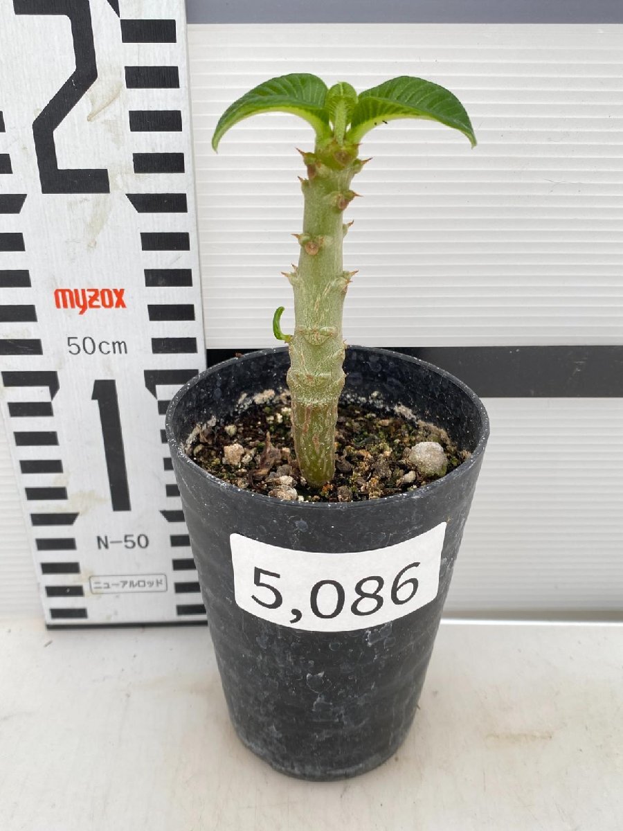 5086 「実生」パキポディウム ウィンゾリ 【種から発芽・発根・Pachypodium windsorii・塊根植物】の画像4