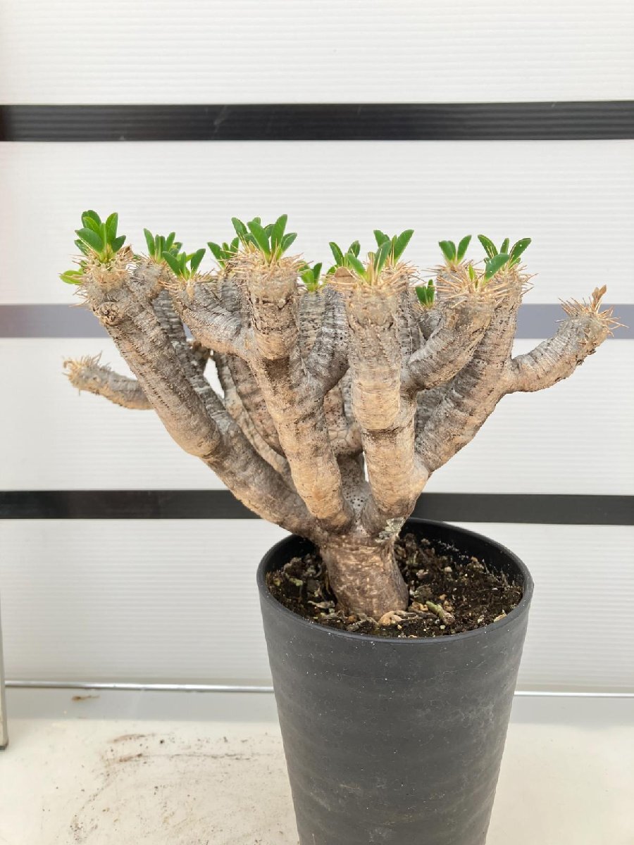 5506 「多肉植物」ユーフォルビア ギラウミニアナ 植え【Euphorbia guillauminiana・発根・発芽開始】_画像5
