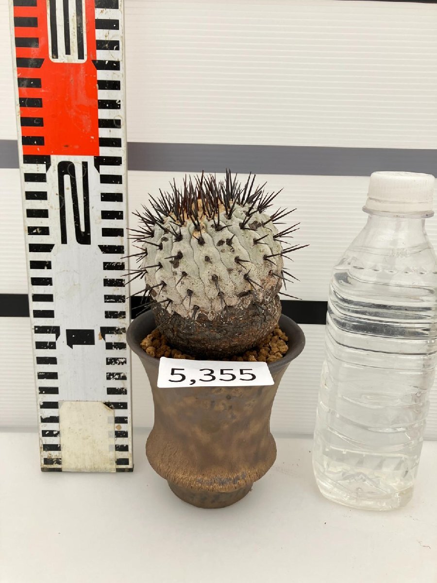 5355 「サボテン」コピアポア コルムナアルバ 植え【発根・多肉植物・Copiapoa columna-alba・希少株・美株】の画像6