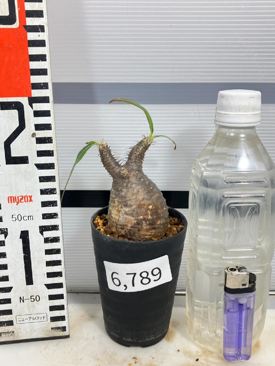 6789 「塊根植物」パキポディウム グラキリス S 植え【発根未確認・gracilius・マダガスカル】の画像2