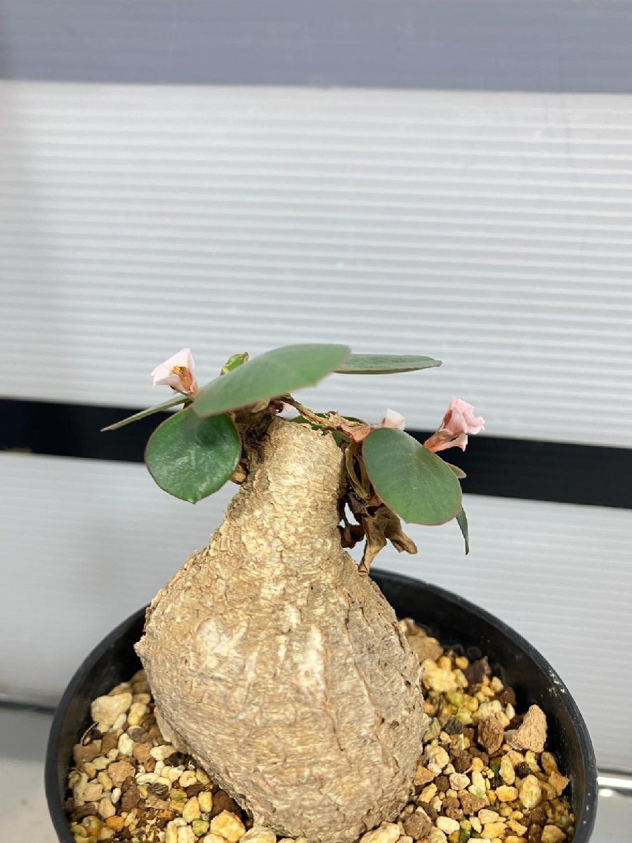 6734 「多肉植物」ユーフォルビア プリムリフォリア 又はスパポダ 植え【発根・ピンク花・Euphorbia】の画像5