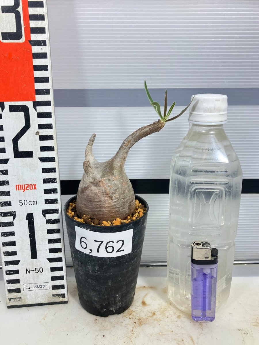 6762 「塊根植物」パキポディウム グラキリス S 植え【発根未確認・gracilius・マダガスカル】の画像2