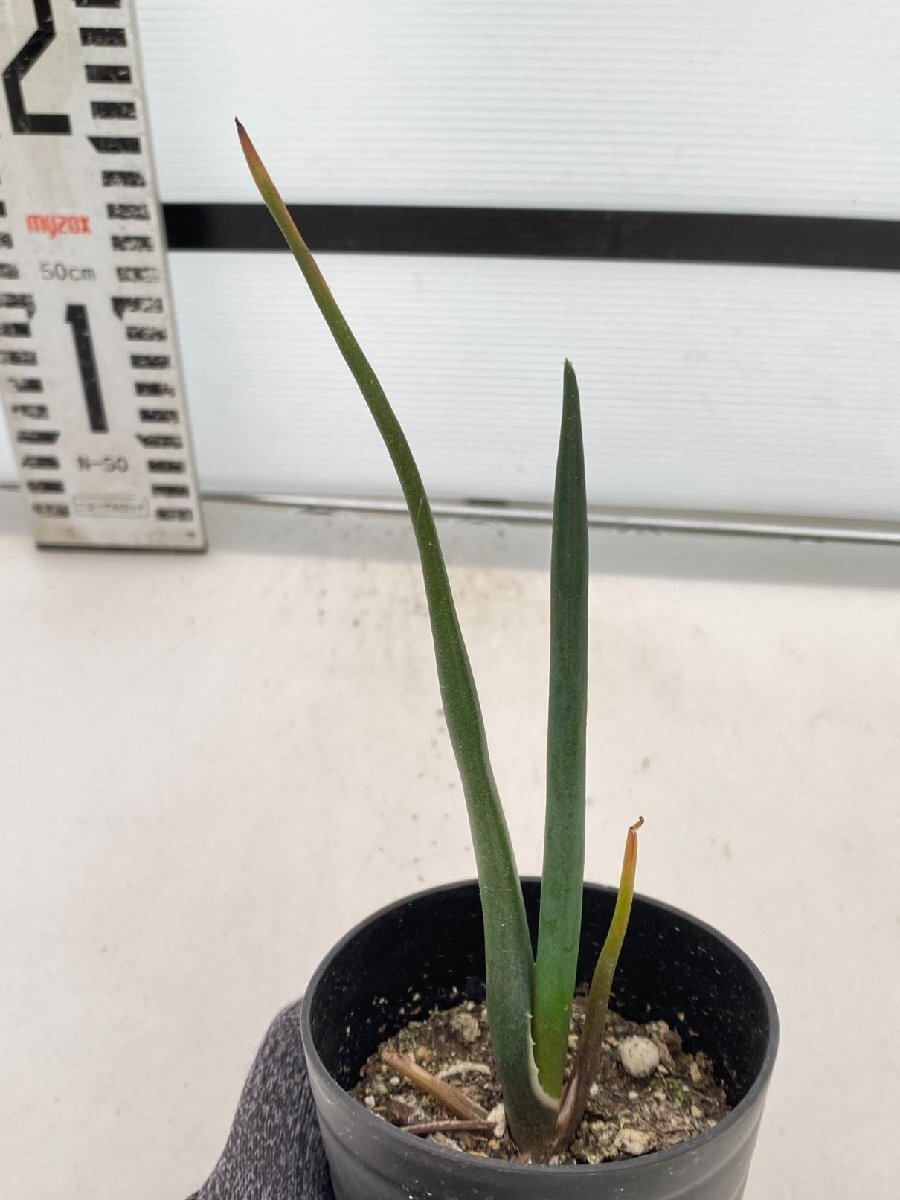 6439 「実生株】アロエ スザンナエ【種から発芽！・成長順調厳選株・Aloe・多肉植物】の画像5