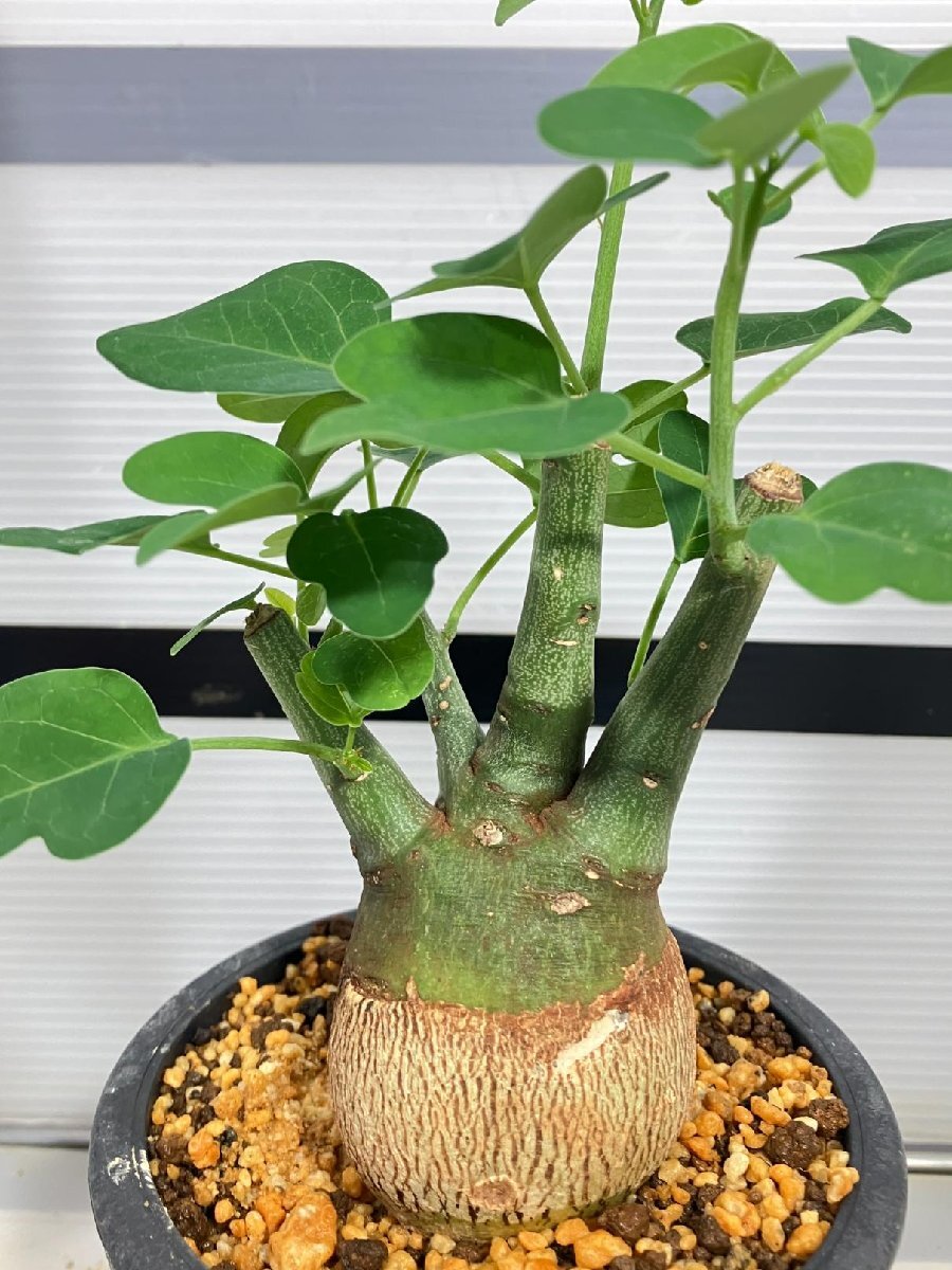 6810 「塊根植物」アデニア スピノーサ 植え【発根未確認・Adenia spinosa・多肉植物・丸株】_画像5