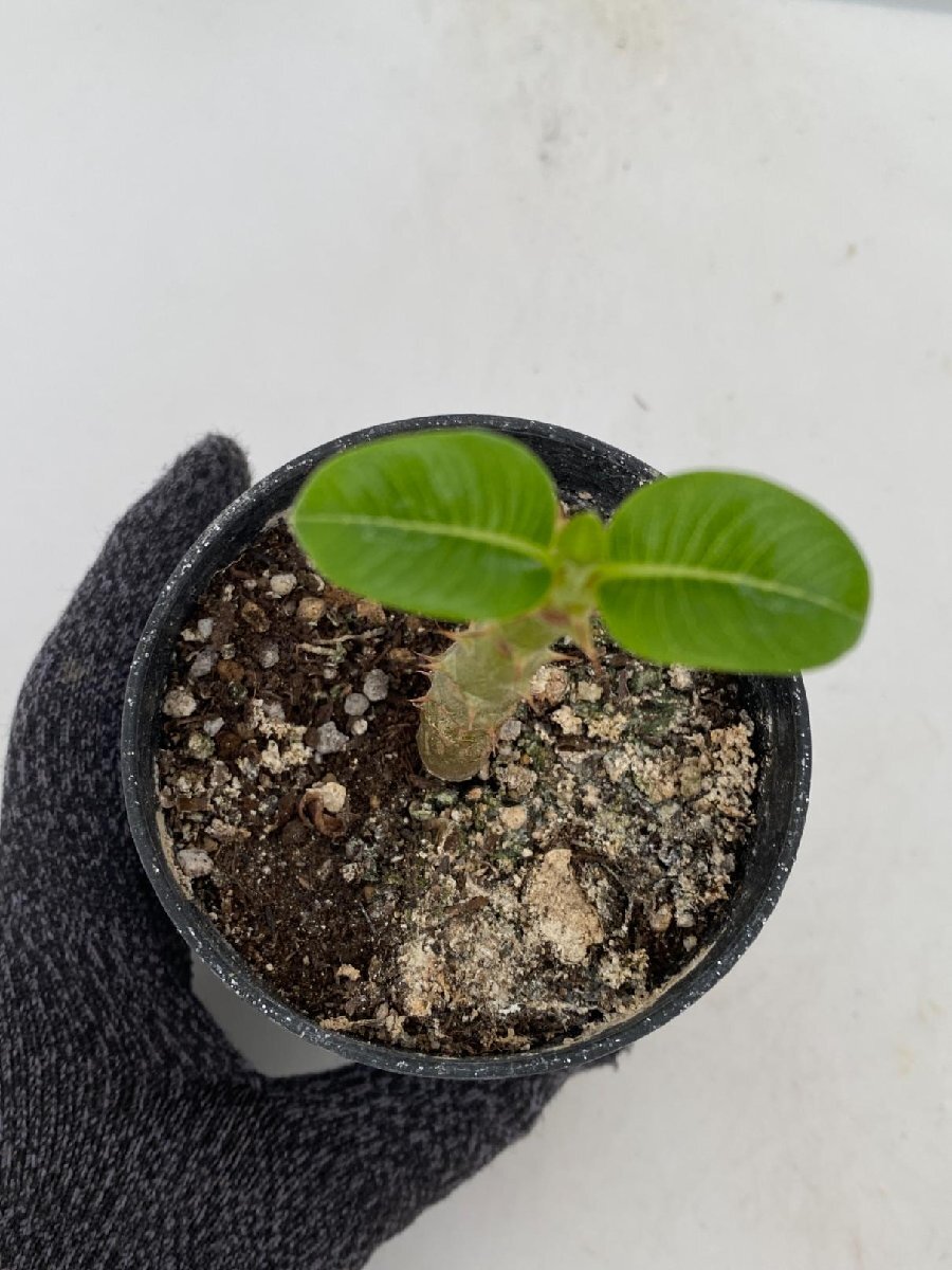 6418 「実生」パキポディウム ウィンゾリ 【種から発芽・発根・Pachypodium windsorii・塊根植物】の画像4