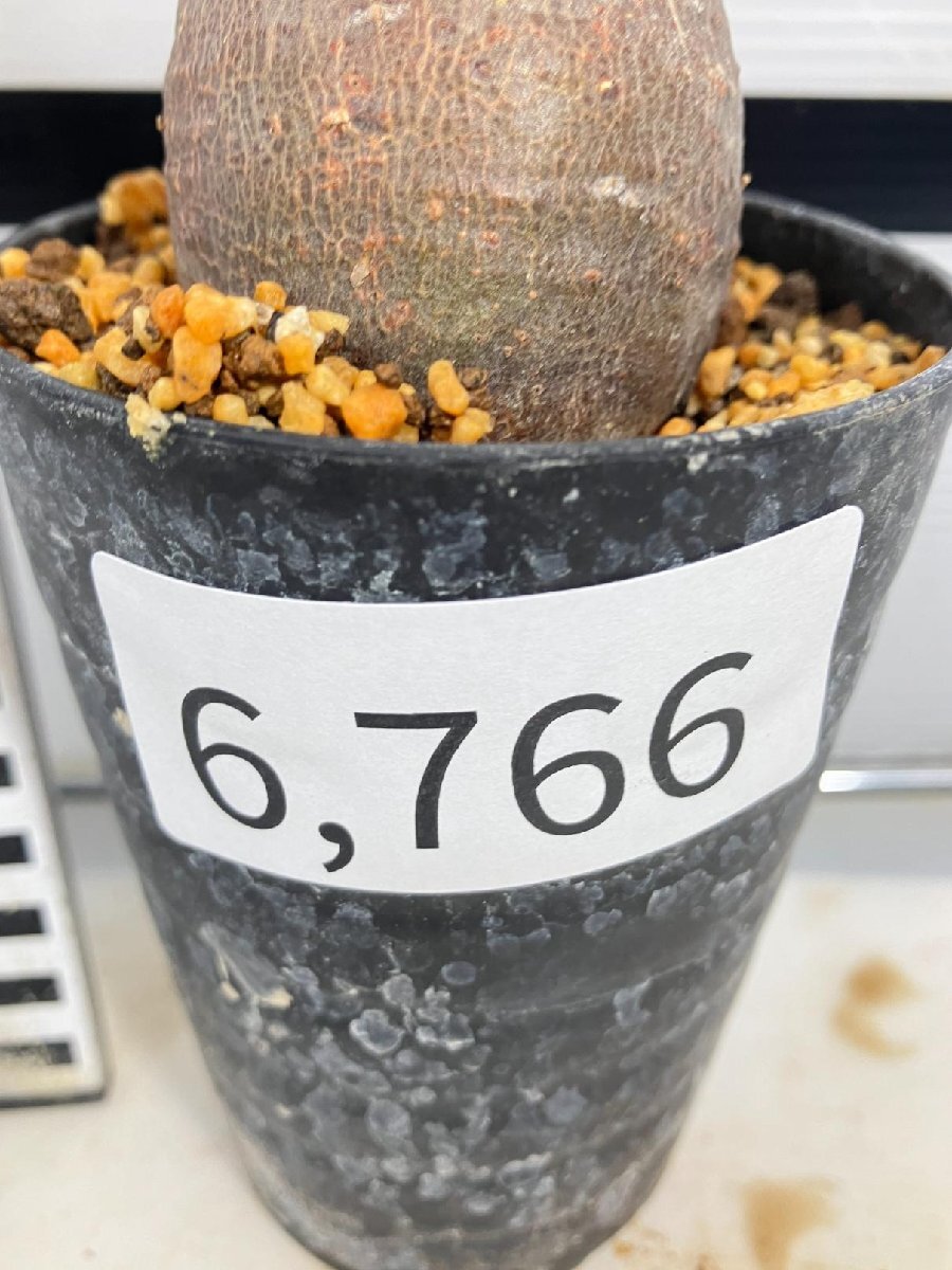 6766 「塊根植物」パキポディウム グラキリス S 植え【発根未確認・gracilius・マダガスカル】の画像3