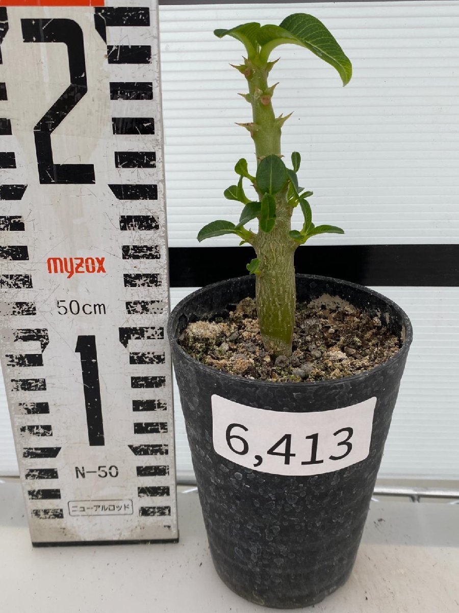 6413 「実生」パキポディウム ウィンゾリ 【種から発芽・発根・Pachypodium windsorii・塊根植物】の画像2