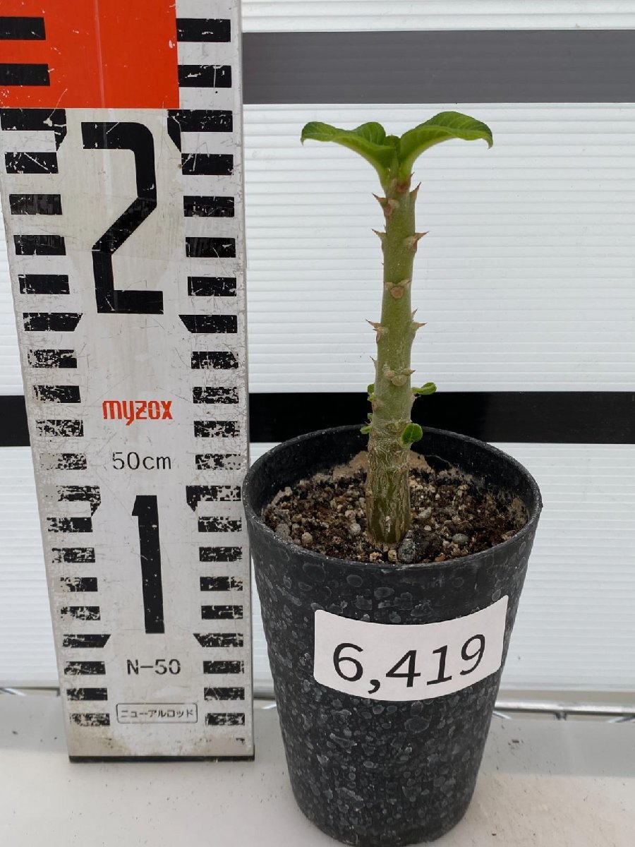 6419 「実生」パキポディウム ウィンゾリ 【種から発芽・発根・Pachypodium windsorii・塊根植物】の画像2