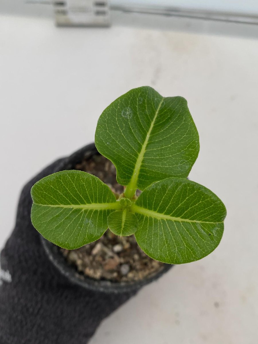 6414 「実生」パキポディウム ウィンゾリ 【種から発芽・発根・Pachypodium windsorii・塊根植物】の画像4