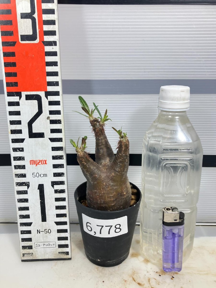 6778 「塊根植物」パキポディウム グラキリス S 植え【発根未確認・gracilius・マダガスカル】の画像2