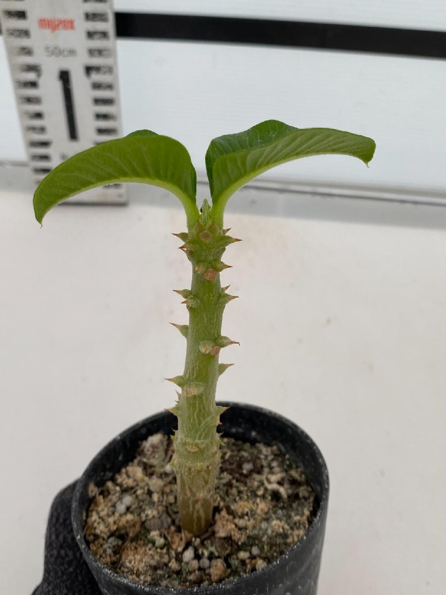 6415 「実生」パキポディウム ウィンゾリ 【種から発芽・発根・Pachypodium windsorii・塊根植物】の画像5