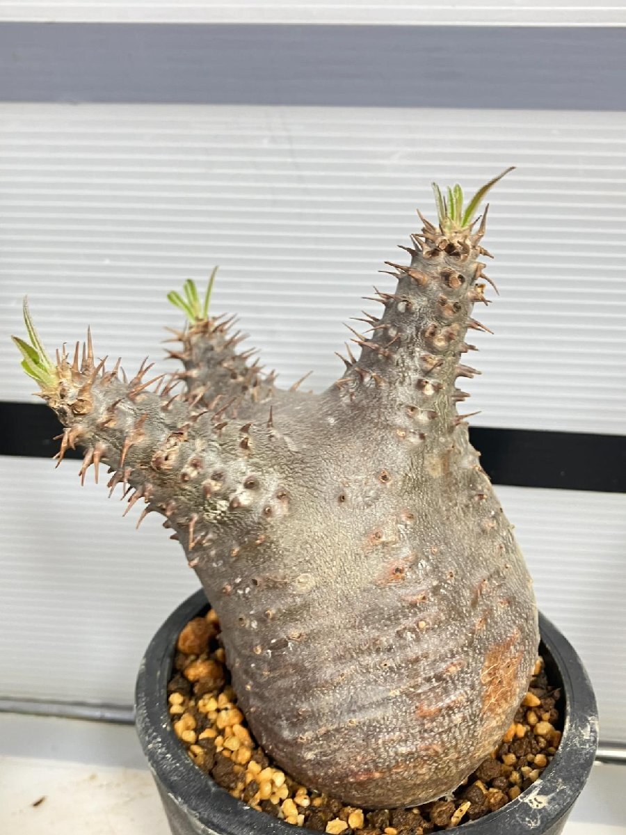 6806 「塊根植物」パキポディウム カクチペス 植え【発根未確認・cactipes・マダガスカル・多肉植物】の画像5