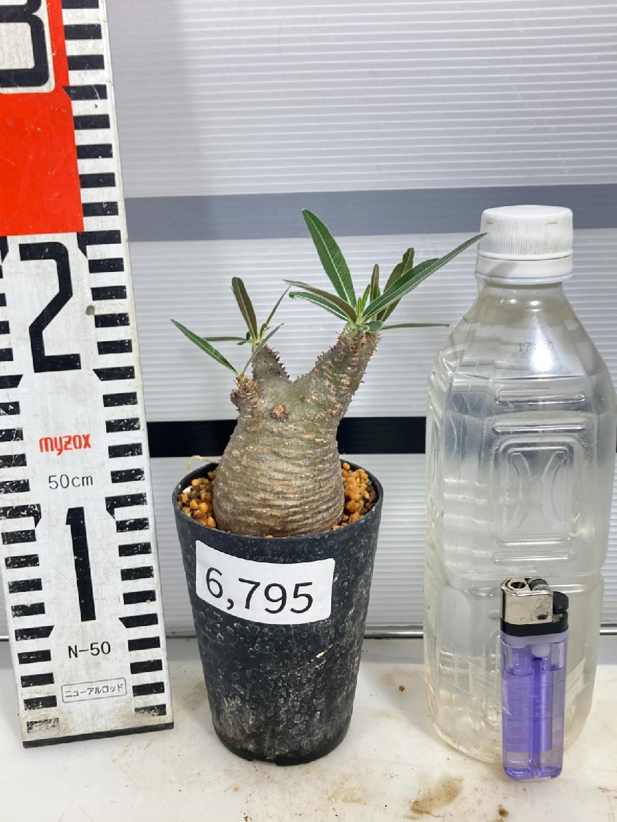 6795 「塊根植物」パキポディウム グラキリス S 植え【発根未確認・gracilius・マダガスカル】_画像2