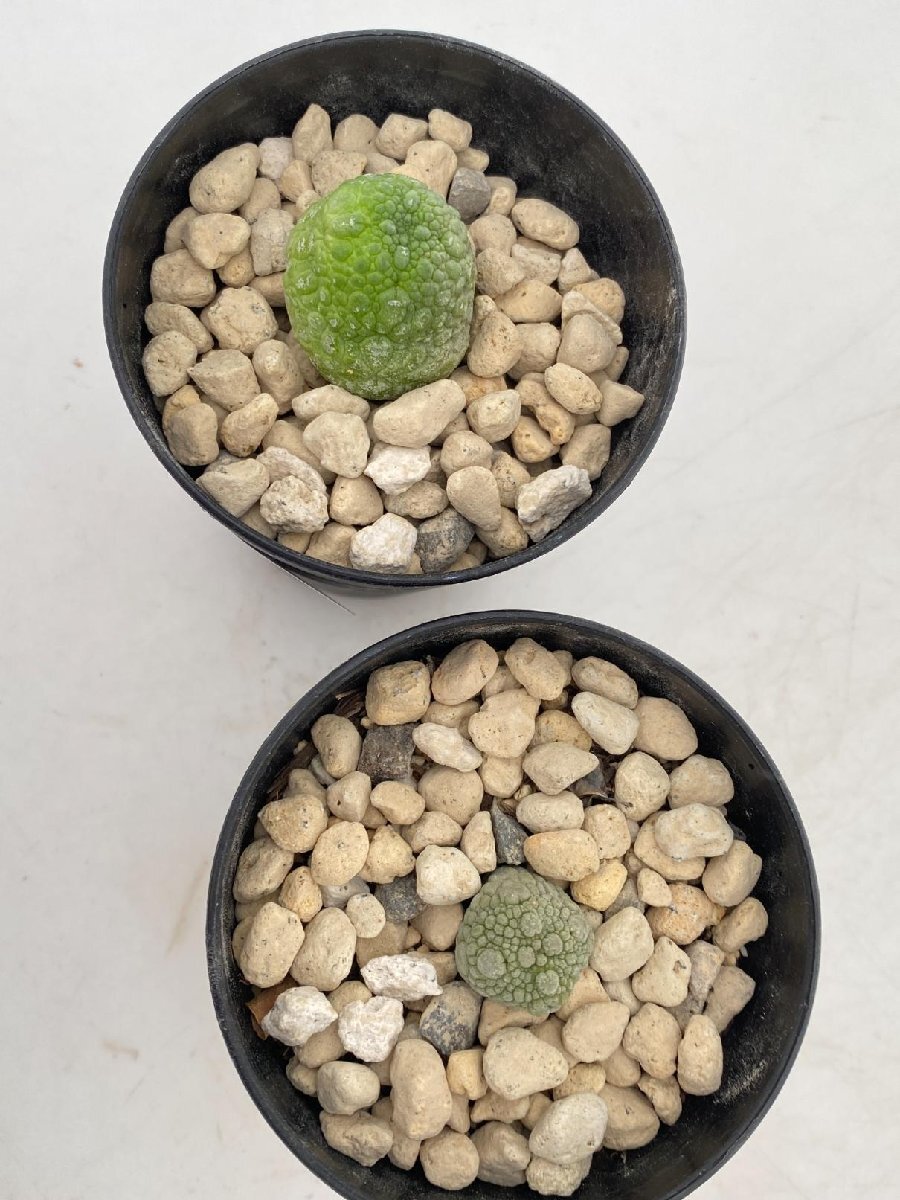 8293 「多肉植物」プセウドリトス ミギウルティヌス 2株セット【発根・Pseudolithos migiurtinus】の画像5