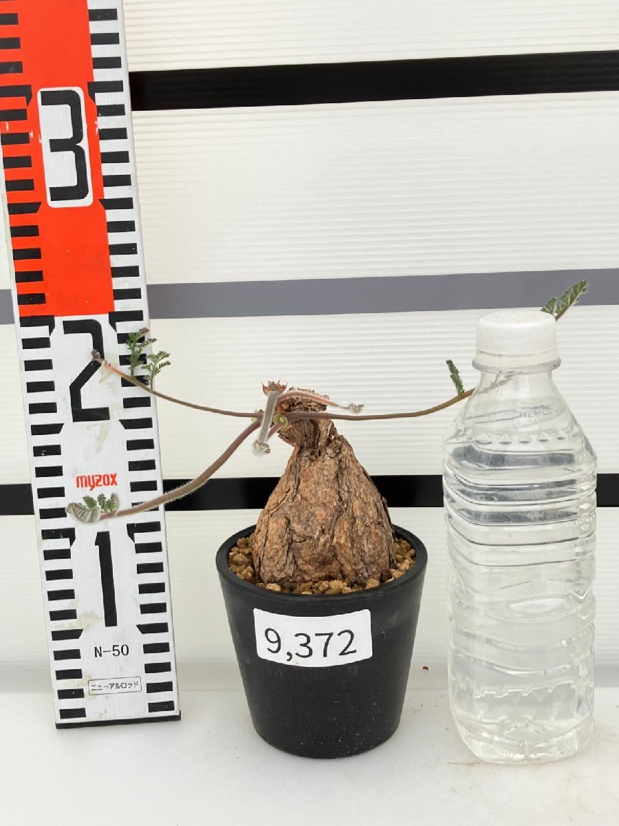 9372 「塊根植物」ペラルゴニウム トリステ 植え【発根・発芽・Pelargonium triste・削れ・割れアリ】_画像5