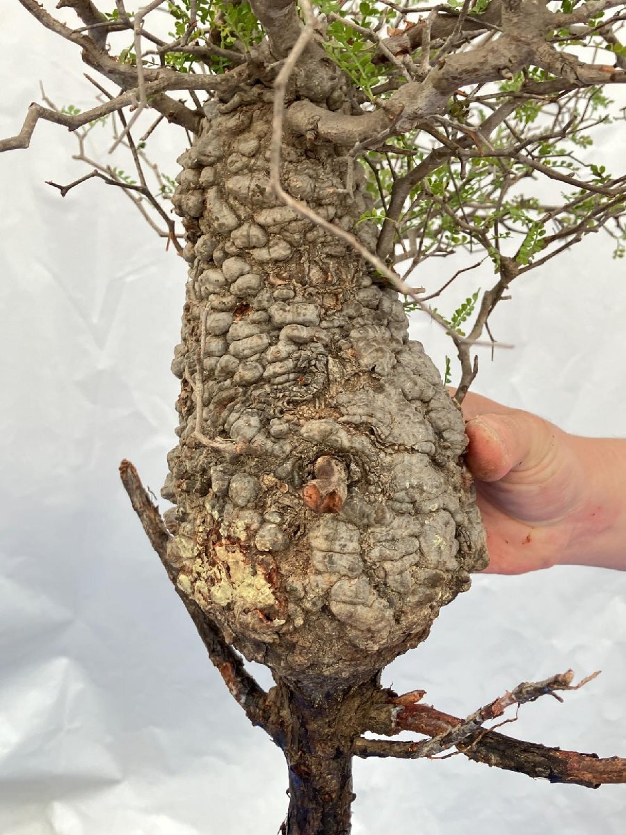 9385 「塊根植物」マダガスカル特急便 鮮度自信ありパキプス【到着後3日以内の返品OK・根切確認済・Operculicarya pachypus】_画像7