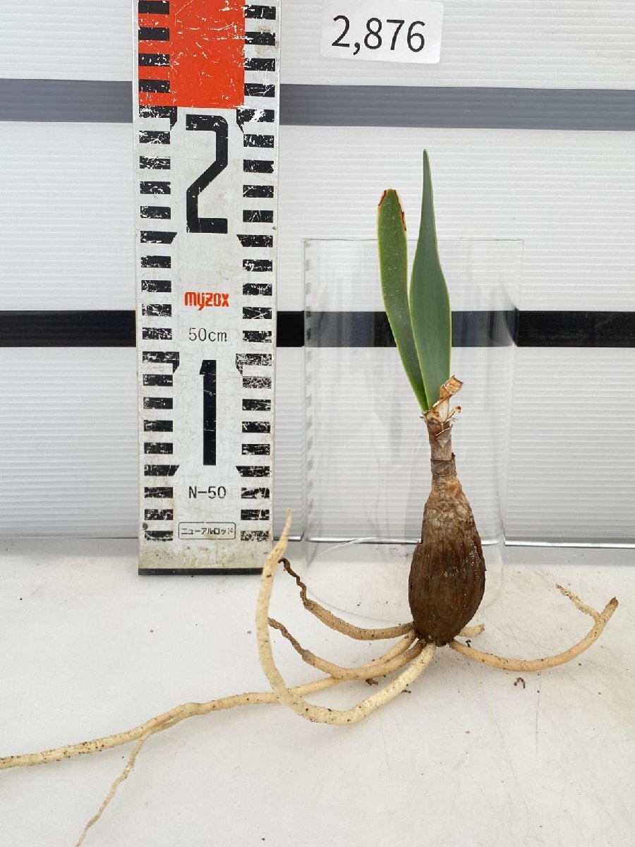 2876 「球根植物」キルタンサス オブリクエス 抜き苗【オブリクス・畑地植え株・Cyrtanthus obliquus】_画像3