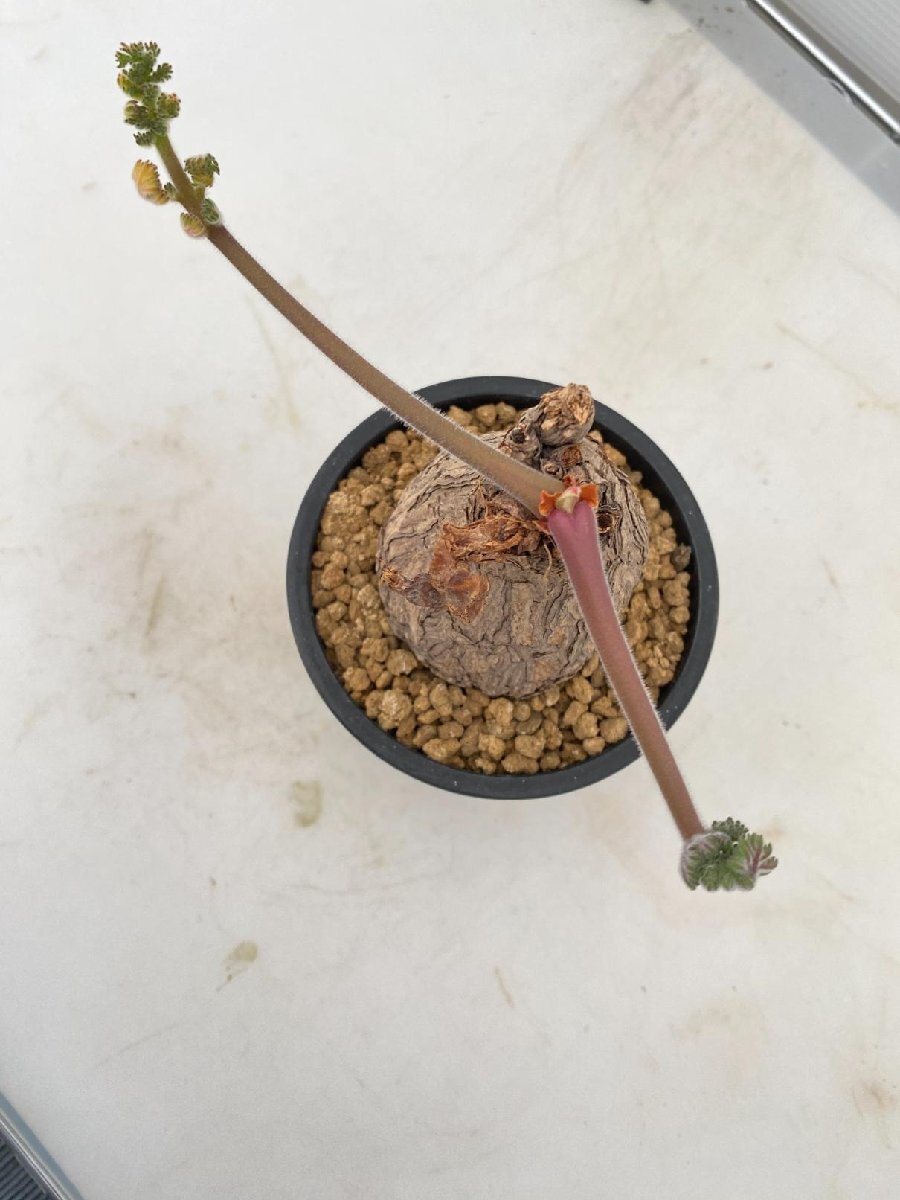 2868 「塊根植物」ペラルゴニウム トリステ 植え【発根・発芽・Pelargonium triste・削れ・割れアリ】_画像3