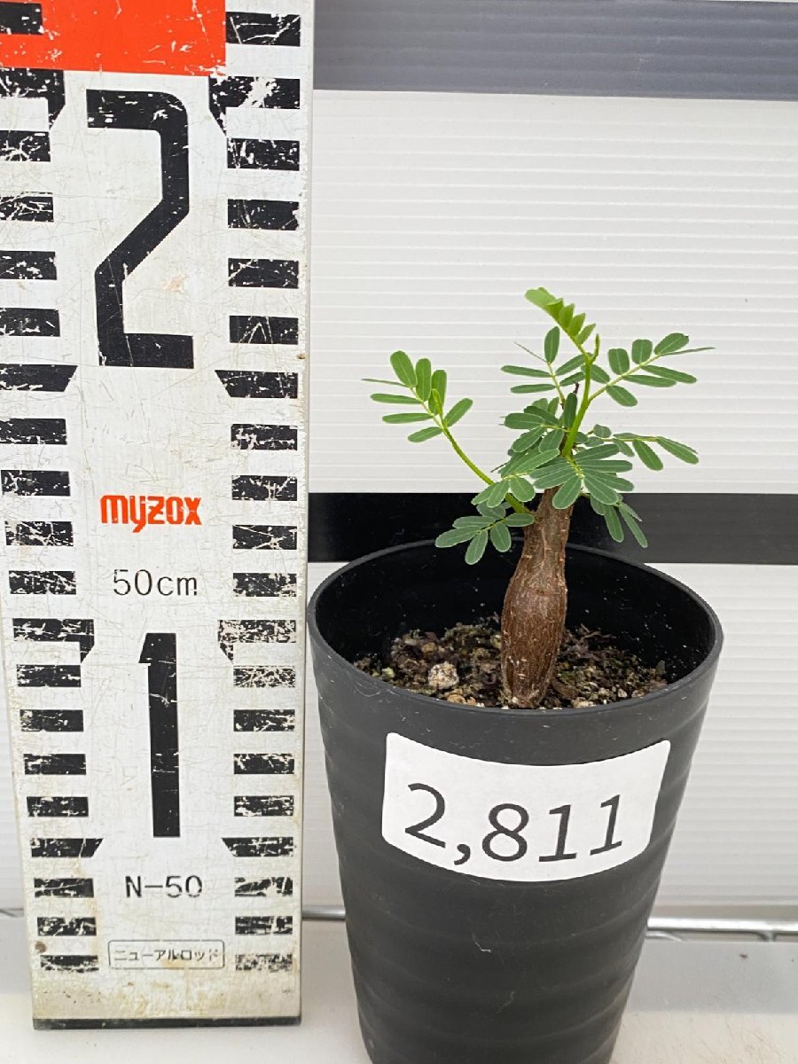 2811 「実生」センナ メリディオナリス【種から発芽！・発根・Senna meridionalis・葉落ちします】の画像2