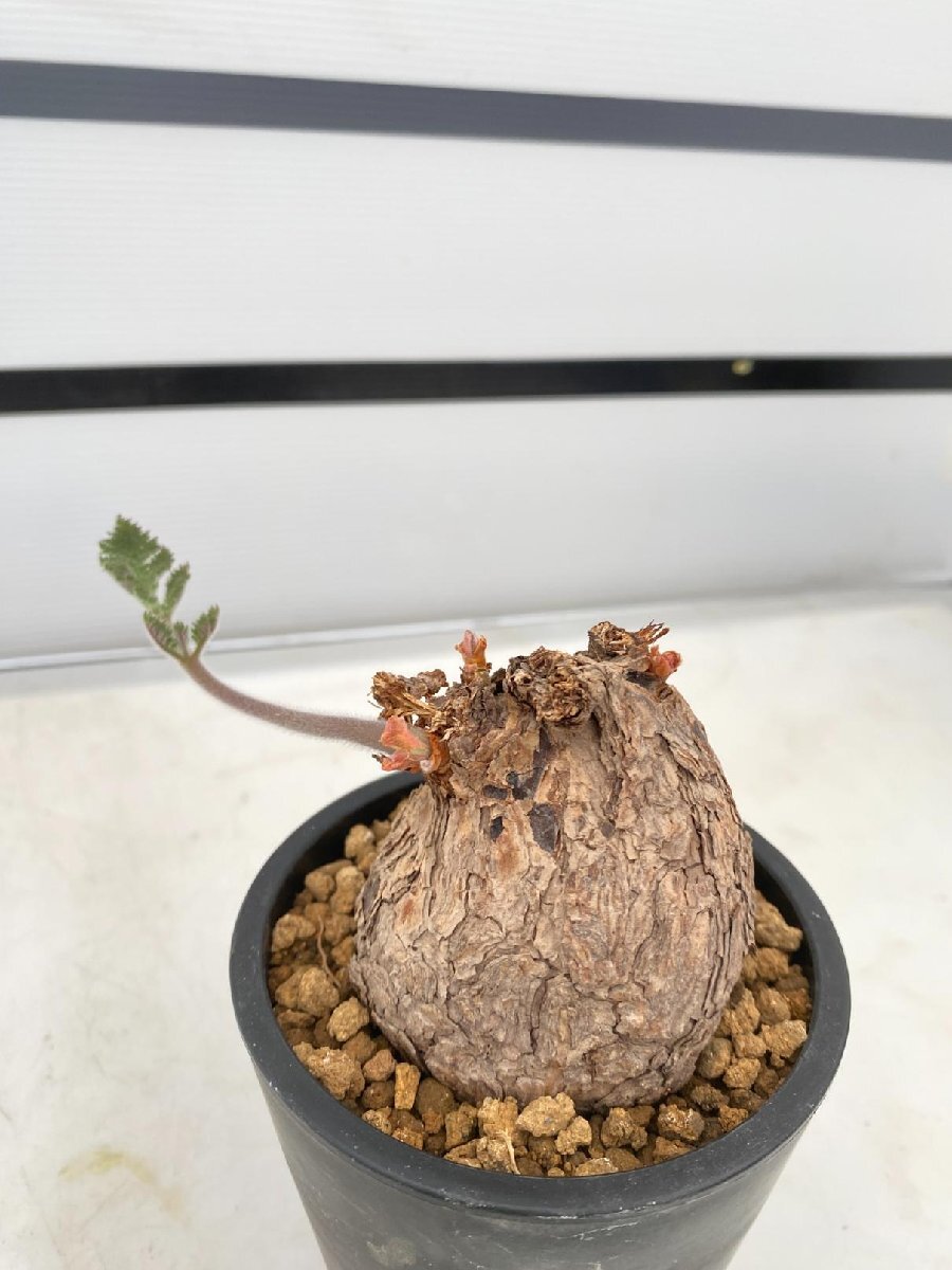 2867 「塊根植物」ペラルゴニウム トリステ 植え【発根・発芽・Pelargonium triste・削れ・割れアリ】_画像1